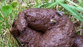 Безумный Cadillac Escalade «Lowrider» 2021 года с 30-дюймовыми колесами