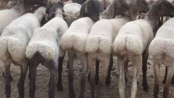 Безумный Cadillac Escalade «Lowrider» 2021 года с 30-дюймовыми колесами