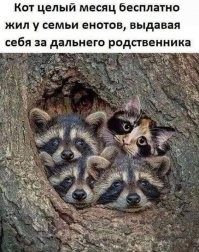 полная версия