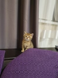 Незаконно милые: 20+ котеек, которые своруют ваше сердечко