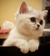 А это моя котейка, когда была котёнком