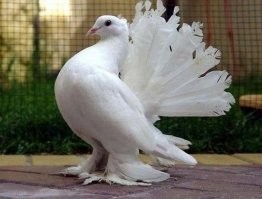 Бодрящее утро с прикольным картинками