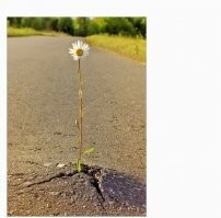 Стоп, уровень пройденный узрей между строк
Как сквозь бетон пробился росток
ТГК (С)