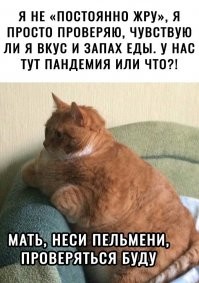 Незаконно милые: 20+ котеек, которые своруют ваше сердечко