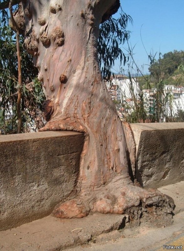 Всеядные деревья. Им дай только время!