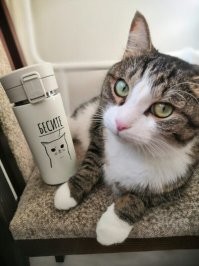 "***дуй на прививку": Мособлштаб опубликовал видео с котом, нецензурно призывающим вакцинироваться