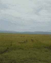 погнали наши городских...