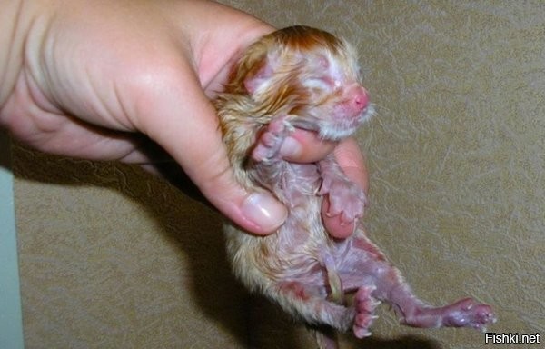 Этому котёнку как минимум три недели.



А вот новорождённый.