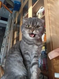 Мой песдюк. 1.5 года.