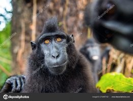 бро. гамадрила то за что оскорбляешь?