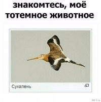 Скрины из соцсетей