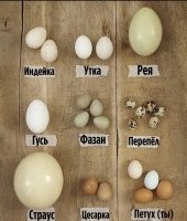 Аффтар сам петух дырявый! Яйцами несутся куры, а петухи их носят и всего два.