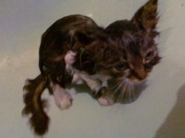 Вот такое подобрал и чуть отмыл и спустя пару месяцев