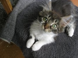 Вот такое подобрал и чуть отмыл и спустя пару месяцев