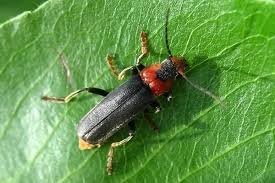 Пожарник? Серьёзно? Вот пожарник -