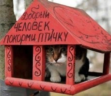 Кот готов на любые трудности, чтобы добраться до сала в птичьей кормушке