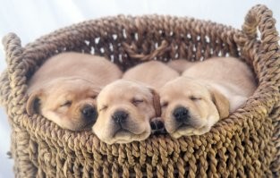 любителям искусственных цветов и резиновых женщин:
это не собака, вот собаки