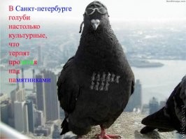 15 шуток про Питер