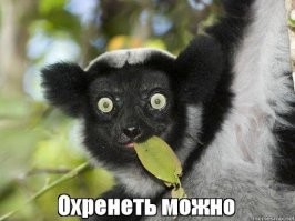 Смешные и&nbsp;добрые видео