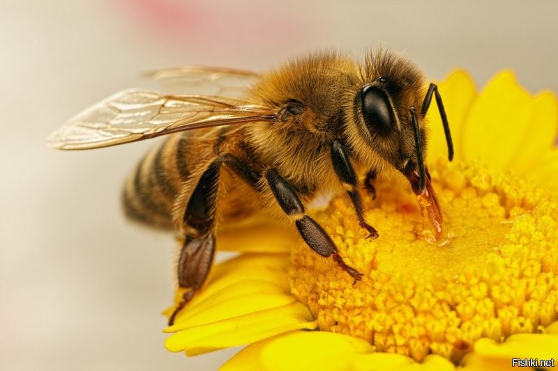 "Я дал попить пчеле"

Это вроде шмель, пчела выглядит иначе.
