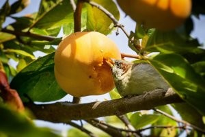 Японцы едят "каки" - значит наступила осень