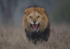 "Фотограф, сделавший этот снимок, был на волосок от смерти".

Я конечно не эксперт, но судя по малой глубине резкости и недостатку света в кадре, могу предположить что снимали с очень большого расстояния на длиннофокусный объектив.