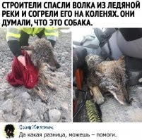 как то так у человечества и появились собаки