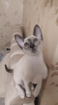 такие милахи)))))У меня тоже есть свой шладкий пирожочек))))