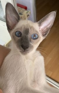 15 фотографий домашних питомцев, которых побаловали самыми разными способами