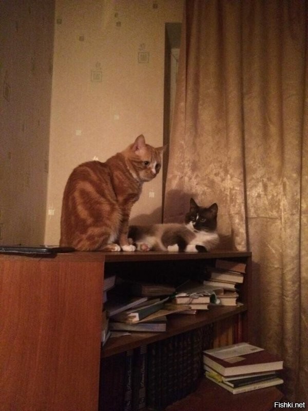 Эти тоже есть