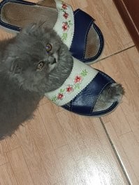 Милые котята