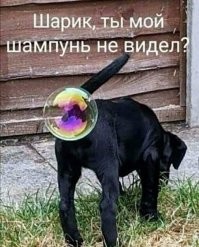 Смешные и познавательные картинки