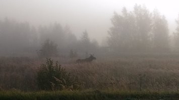 Москва утонула в тумане. Радиационном, но не опасном