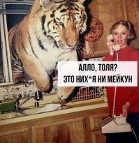 Что еще за мейкун?
Порода называется мейн-кун (maine coon)