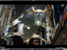 Сотрудники аэропорта показали последствия столкновения пассажирского самолета с косулей