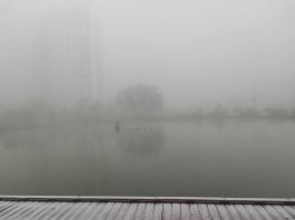 Утки на пруду в Южном Бутово