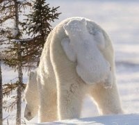 Извините, вы медвежонка не видели?..