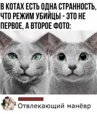 Зрачки расширяются для проникновения на сетчатку больше свет соответственно лучшей картинки. У людей так же только когда сильно напуганы.