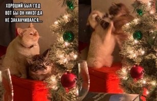 Смешные и познавательные картинки