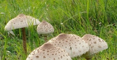 "В качестве примера можно привести то, что многие ядовитые грибы, например, мухоморы и поганки, с удовольствием поедают олени и лоси. Стоит ли рассказывать о том, к чему может привести такое «лакомство» человека."
У нас и без экстремальных ситуаций двуногие олени и лоси с удовольствием поедают свинушки (или "свинухи", как их часто называют), при этом пинают и затаптывают грибы-зонтики. А вы говорите...