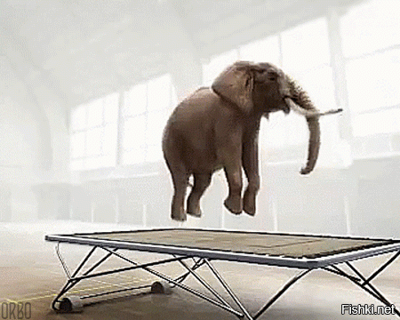 Слонам можно помочь прыгать...