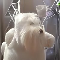 Етить колотить:


Тузик рвёт грелку:


инопришеленец:
