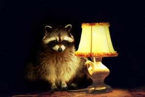 коты кончились, остались...