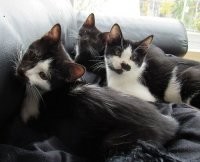 Страдают - но жадно его пить не перестают!