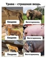 И что тут удивительного? За травой бегать не нужно.