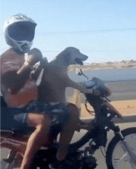 Гибдд на них нет! Собака без каски!