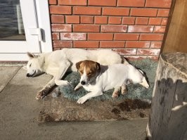 Мои охотницы. В паре работают.