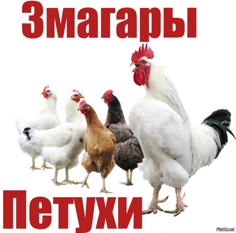 Медведи устроили себе "пляжную вечеринку"