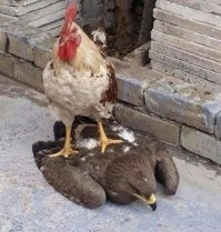 Петухи разные бывают