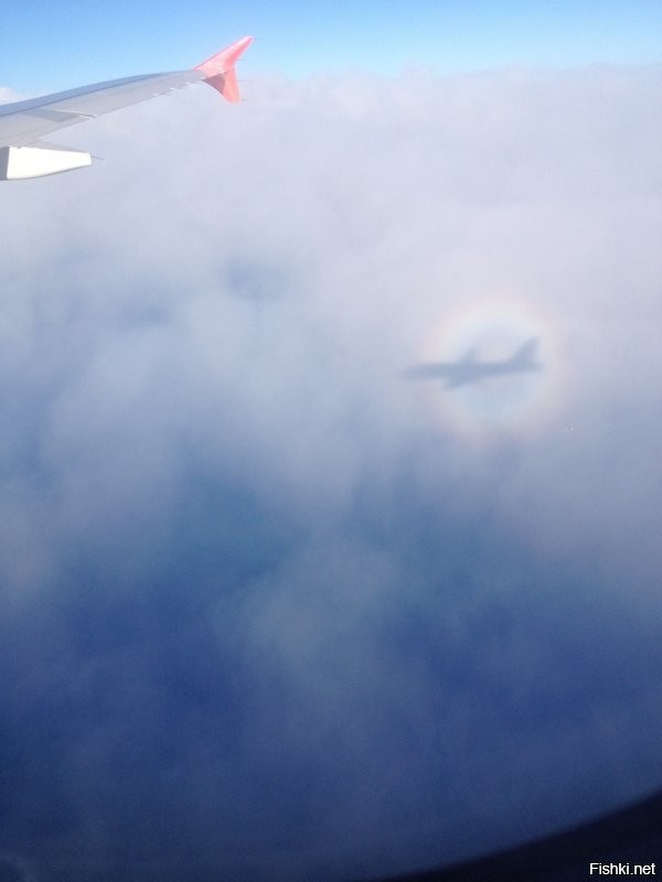 Это явление можно наблюдать из иллюминатора во время почти любого авиаперелета. Только в центре - тень от самолета.